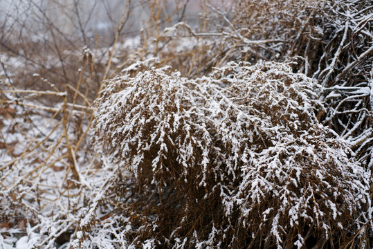 雪天