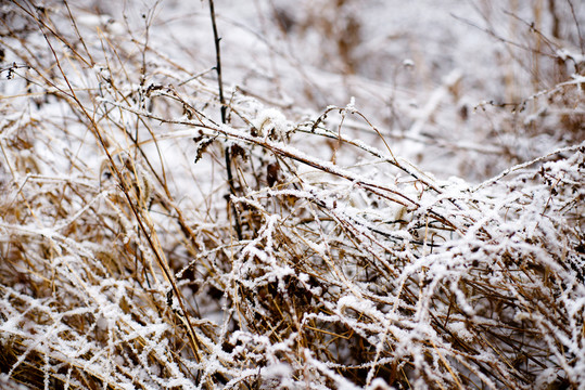 雪