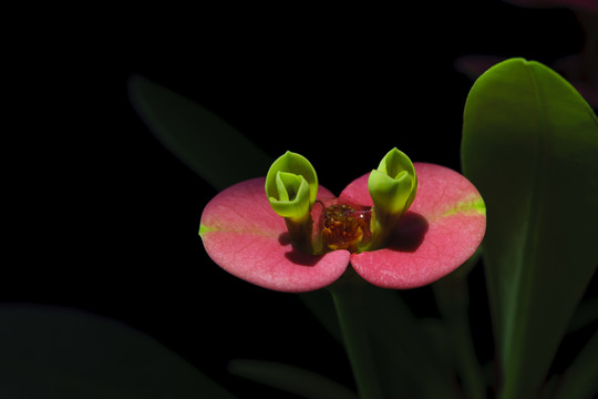刺梅花