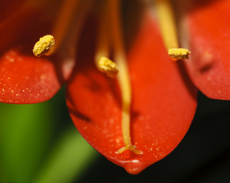 君子蘭花局部