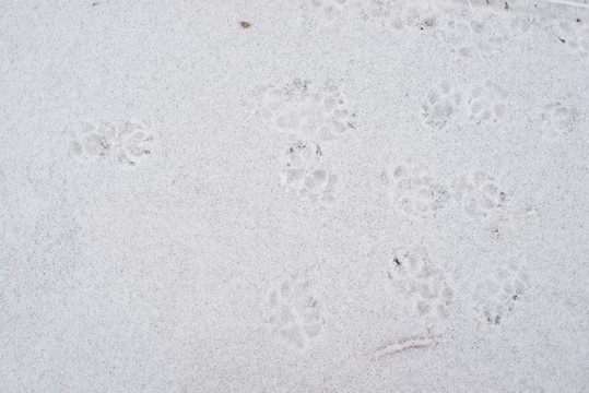 雪地腳印