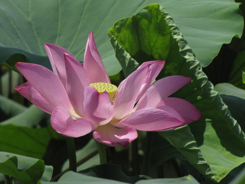 紅荷花開(kāi)