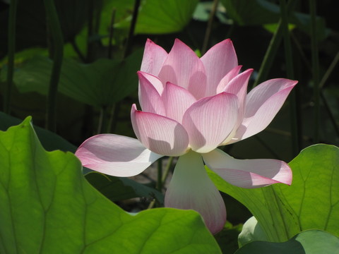 紅荷盛開(kāi)