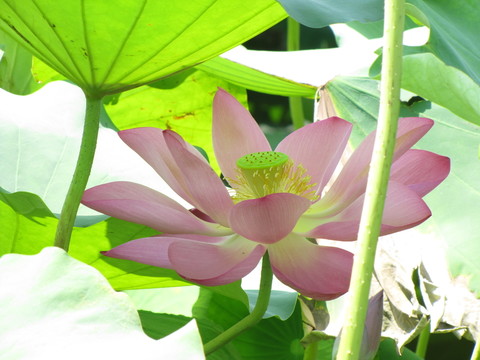 紅荷花開(kāi)