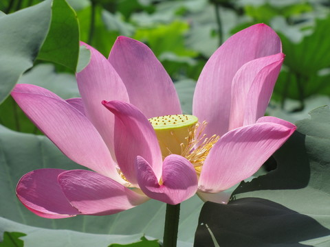 紅荷花開(kāi)