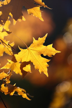 紅葉