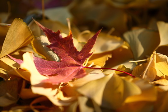紅葉