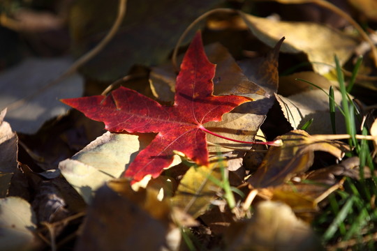 紅葉