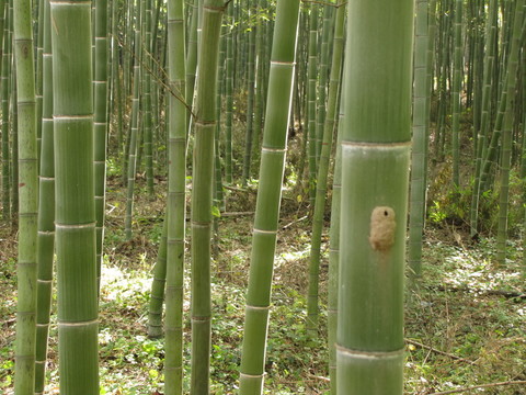 秋天竹林 蟲子巢穴