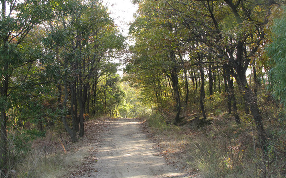 秋日林蔭道 鄉(xiāng)村公路