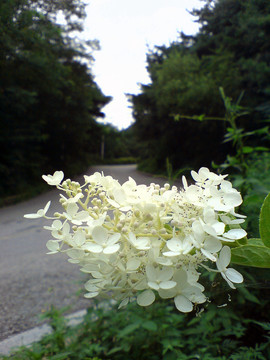 路邊的白花