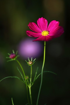 波斯菊