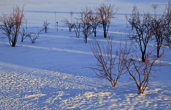 冬雪
