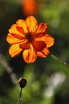 金雞菊
