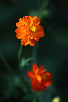 金雞菊