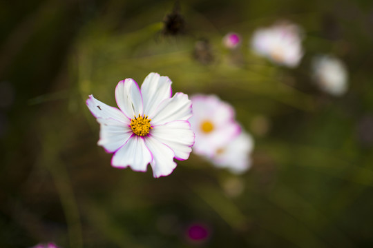 波斯菊