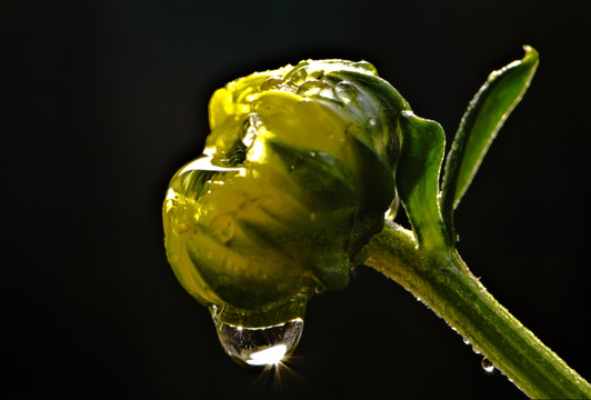 菊瑩