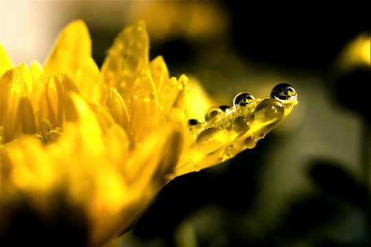 菊瓣瑩珠