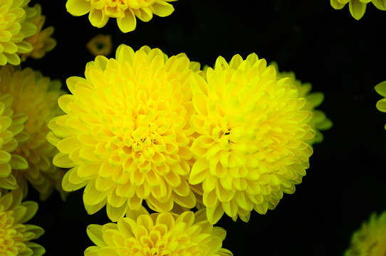 菊花