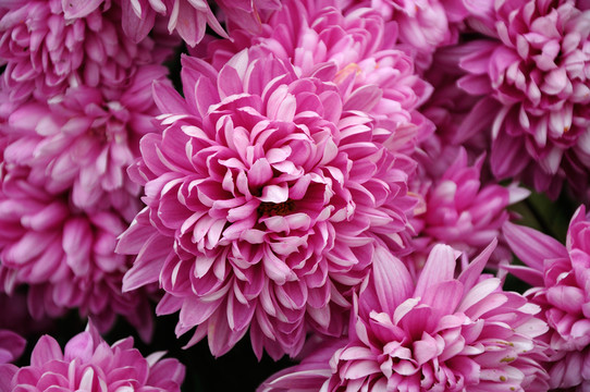 菊花