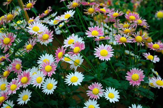 菊花