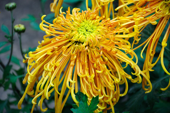菊花