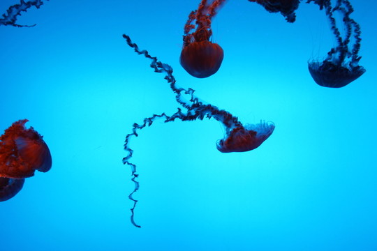 合肥海洋世界