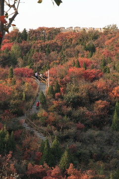 紅葉