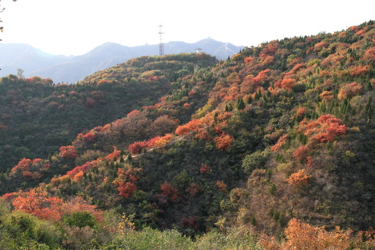 紅葉