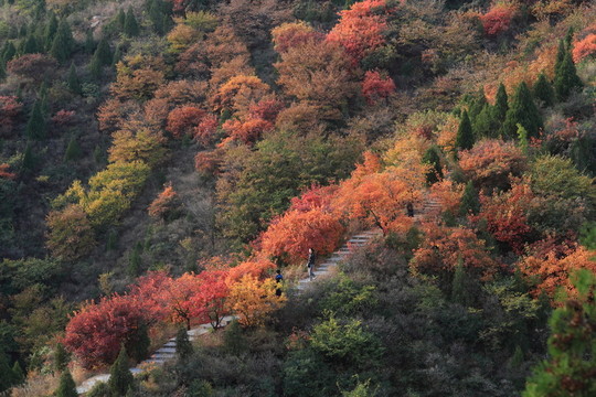 紅葉