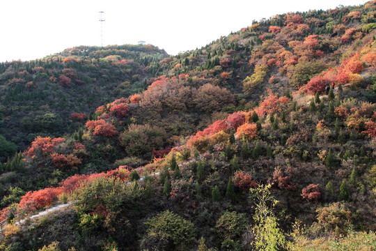 紅葉