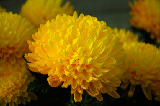 菊花