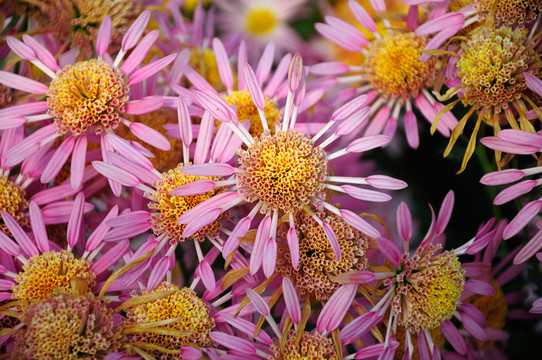 菊花