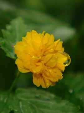 棣棠花