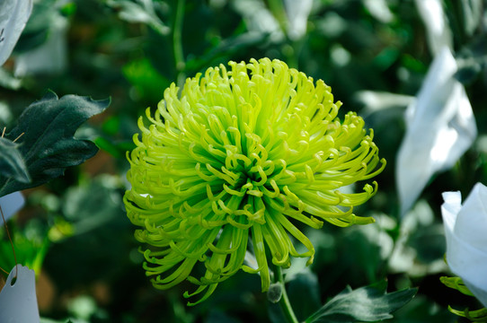 菊花