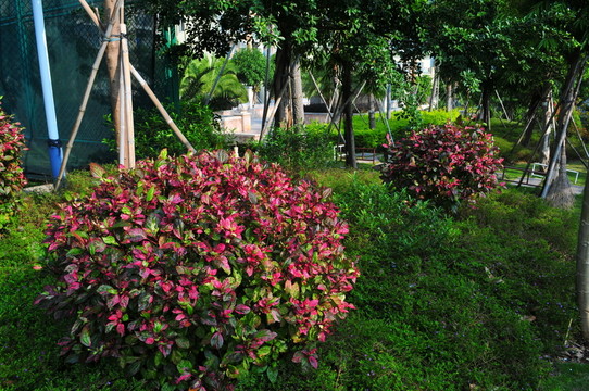 住宅小區(qū) 小區(qū)綠化