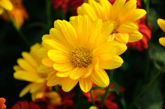 菊花