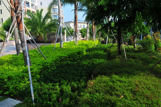 住宅小區(qū) 小區(qū)綠化