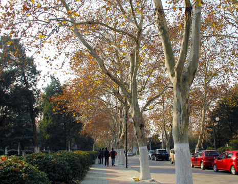 農(nóng)大校園