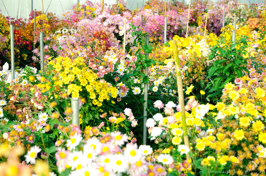 菊花