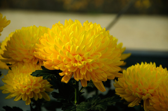 菊花