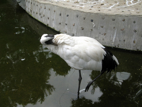 灰鶴