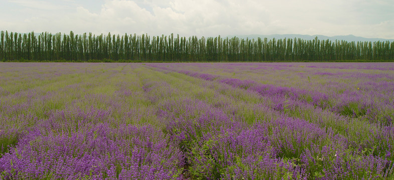 薰衣草基地