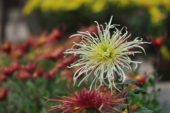 菊花