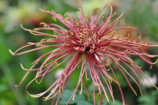 菊花紫紅