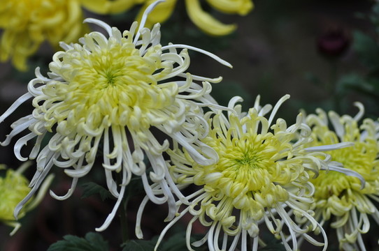 菊花白色和黃色