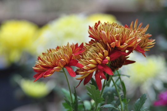菊花黃色紅色
