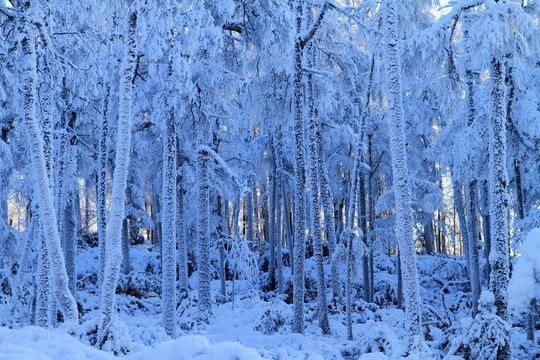雪林