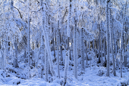 雪林