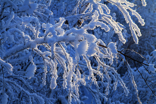 森林雪景